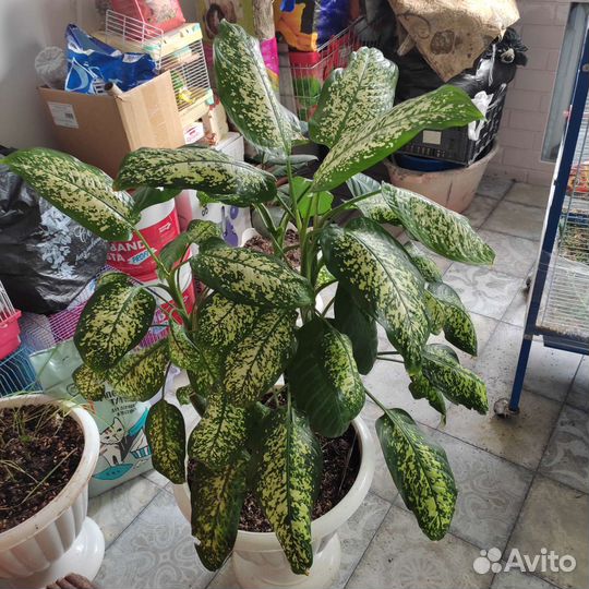 Диффенбахия Soguiana