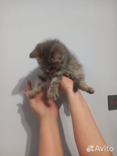Котик в добрые руки