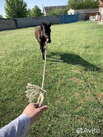 Карачаевский жеребец