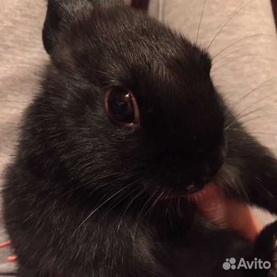 Карликовый кролик с клеткой