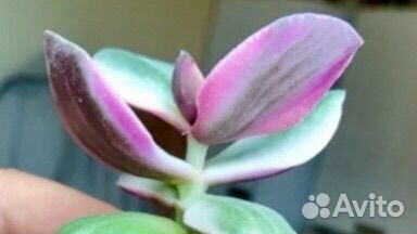 Сортовые крассулы вариегатная крассула толстянка