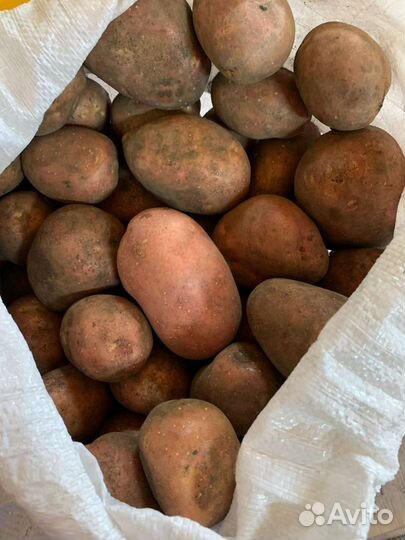 Картофель Мичуринский в Нахабино