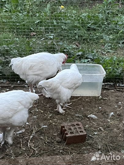 Куры маран белый