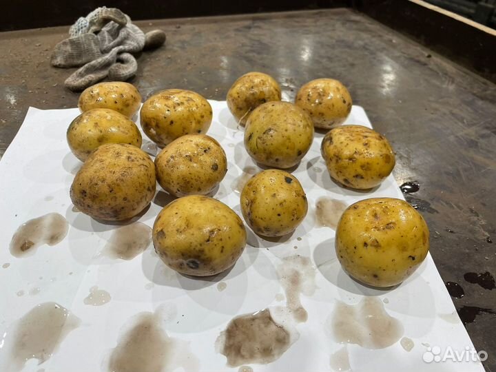 Продам семенной картофель сорт Ривьера