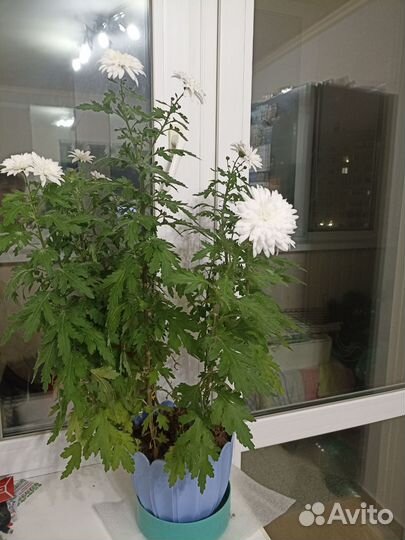 Хризантема комнатная