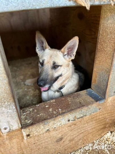 Красавица собака Звёздочка ждёт семью