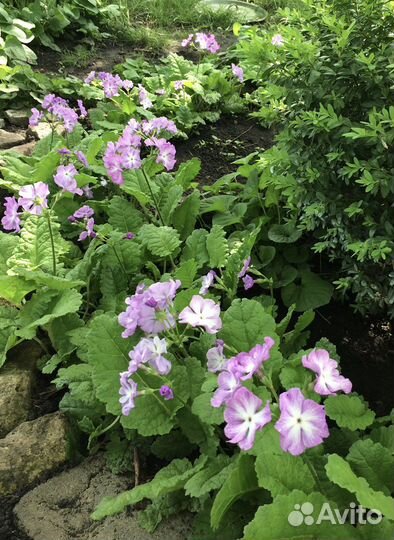 Гравилат, колокольчик, монарда