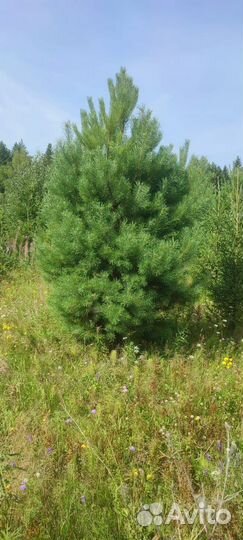 Сосна оптом