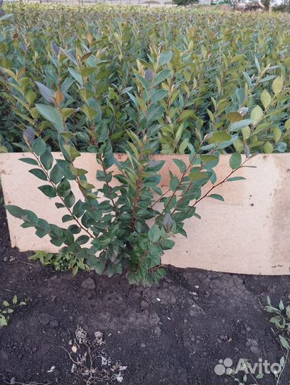 Кизильник блестящий