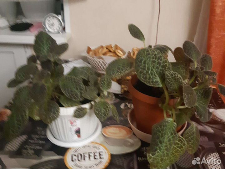 Цветы комнатные