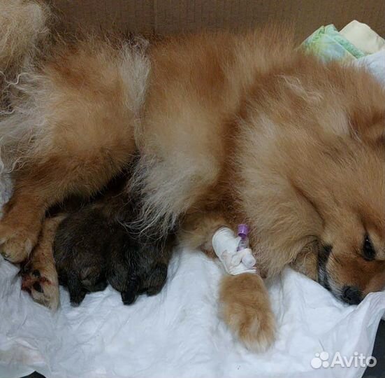 Инструктор по вязке собак