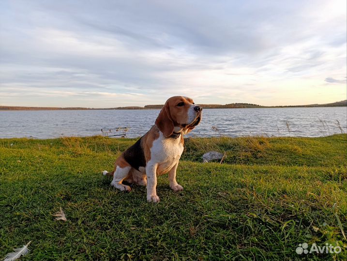 Кобель для вязки бигль