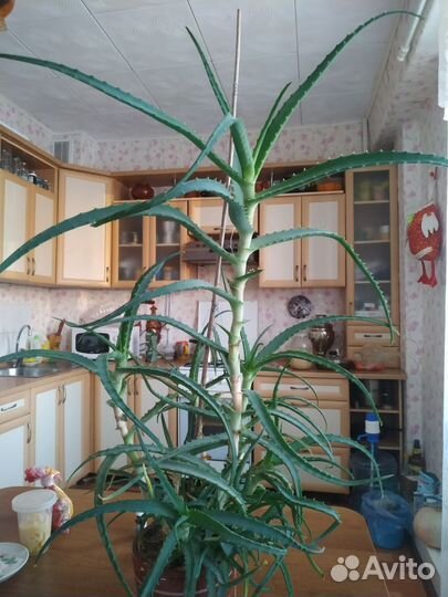 Алоэ лечебный более 5 лет