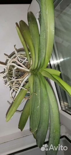 Ванда Papilionanda paksorn fragrance