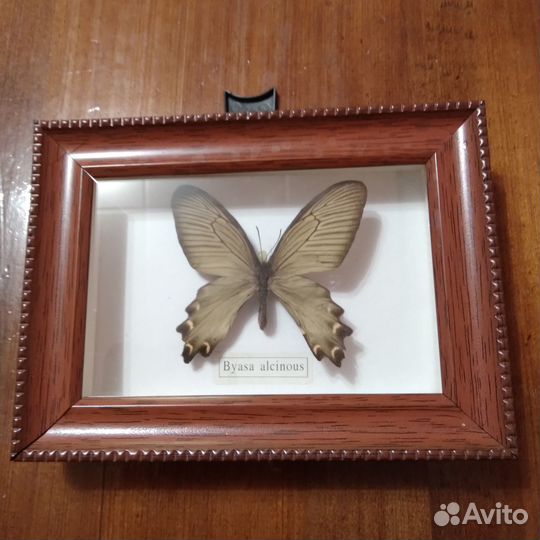 Бабочки в рамках