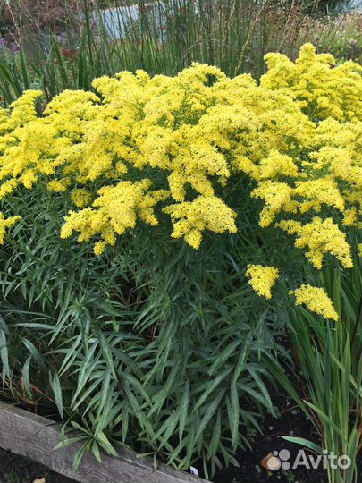 Золотарник