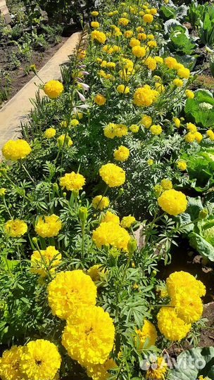 Цветы. Букеты. Астра на срез