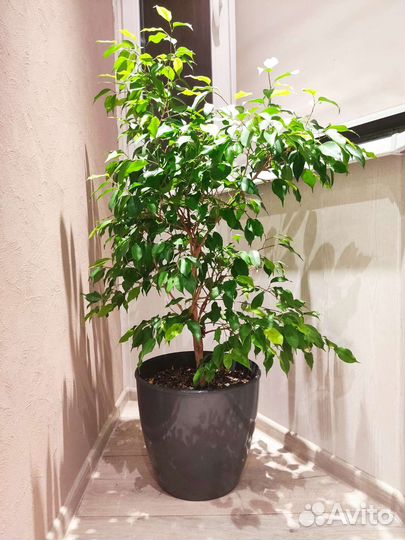 Фикус бенджамина
