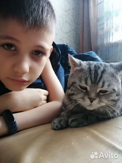 Мини - Зоогостиница.Передержка кошек и собак