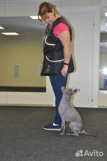 Воспитание, дрессировка собак, обучение хозяев