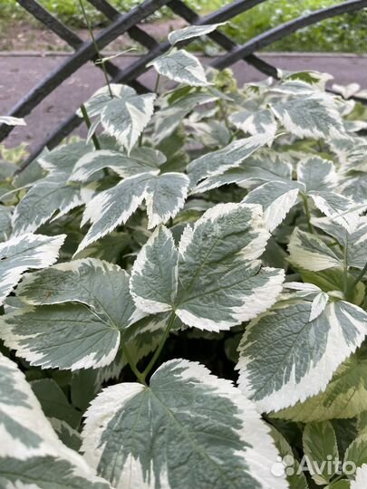 Сныть вариегатная