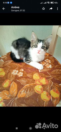 Котенок в добрые руки