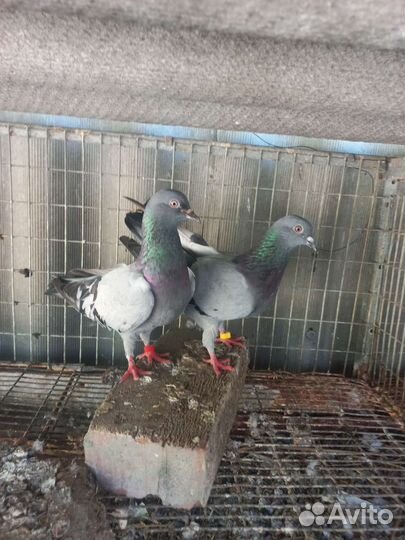 Продаю голубей