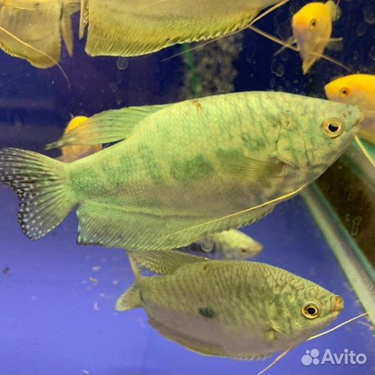 Аквариумные рыбки (своя разводня)