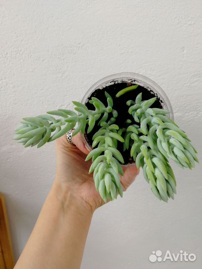 Очиток моргана