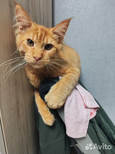 Кот мейн-кун вязка