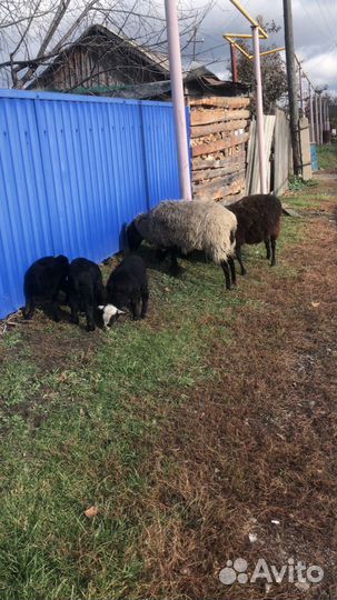 Овцематки и ягнята