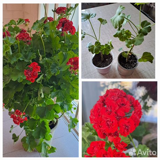 Пеларгония розебудная