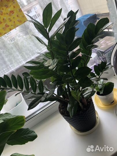 Замиокулькас