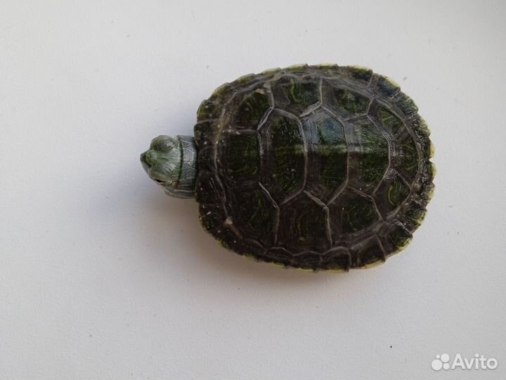 Красноухая черепаха