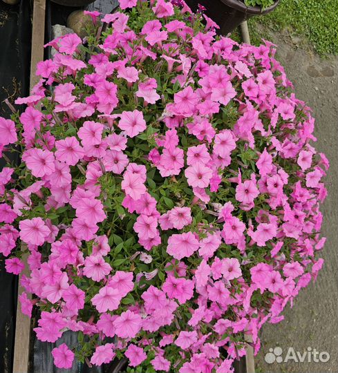 Вегетативная петуния