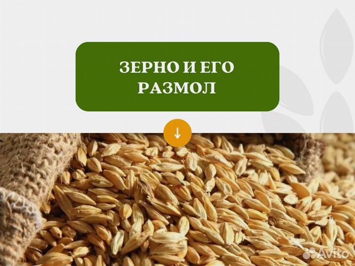 Пшеница Зерно (кг)