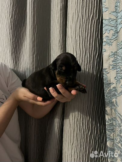 Щенки добермана