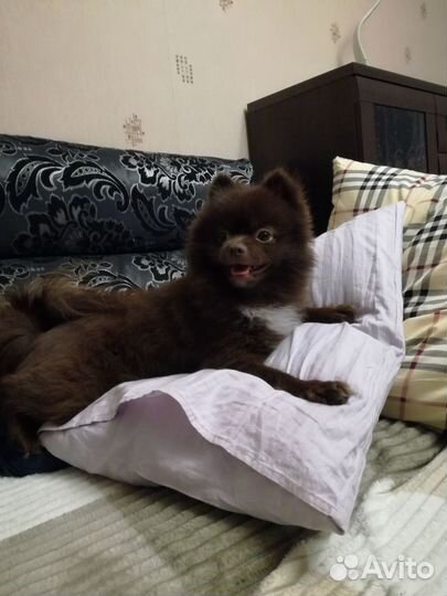 Померанский шпиц медвежьего типа. Вязка