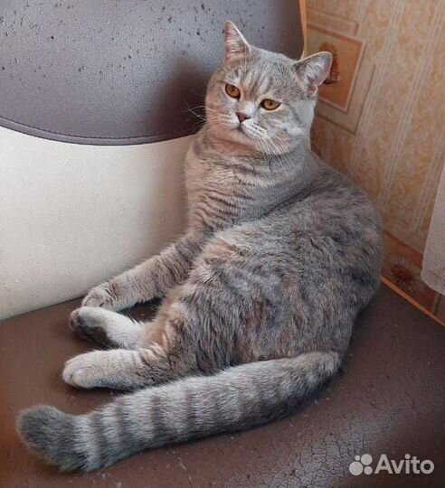 Потерялся котик