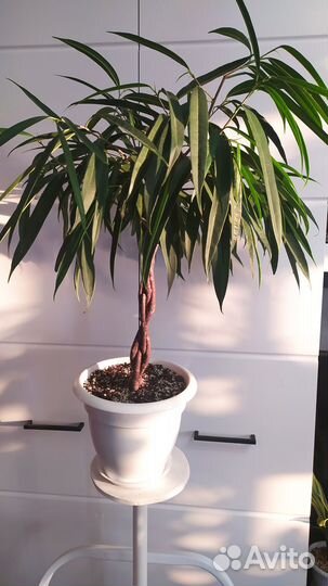 Фикус: Али коса, Тинеке, Кинки, Амстел кинг