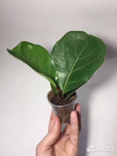 Фикусы разных сортов