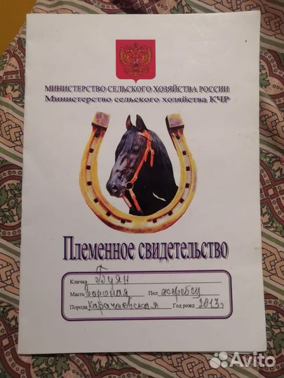 Карачаевский жеребец