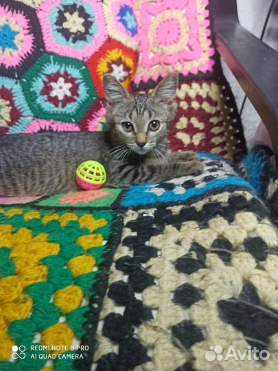 Котята бесплатно