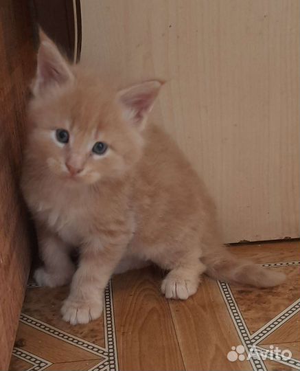 Котята мейн-кун