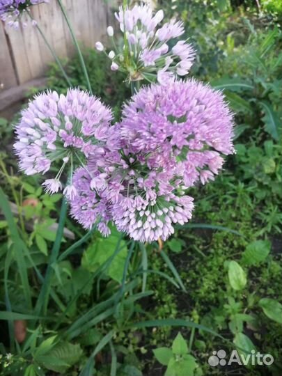 Лук шнитт и лук Слизун