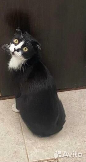 Вислоухий котик
