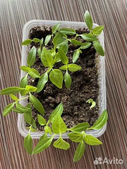 Перец болгарский рассада