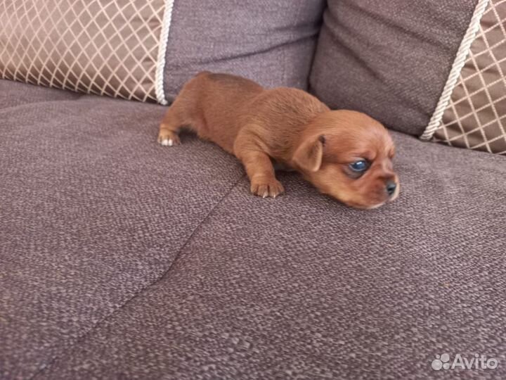 Маленькая собака