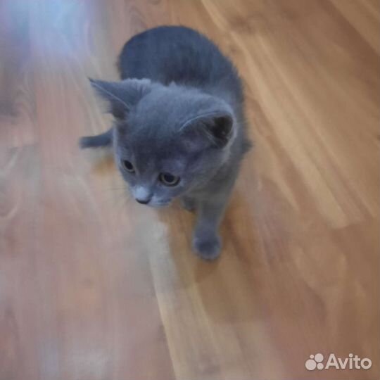 Котята метисы