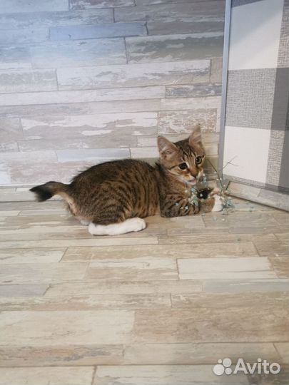 Кошка в дар бесплатно